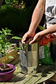 Planting of chili pepper in a repurposed tin can