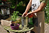 Planting of chili pepper in a repurposed tin can