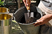 Planting of chili pepper in a repurposed tin can