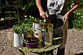 Planting of chili pepper in a repurposed tin can