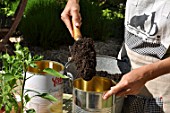 Planting of chili pepper in a repurposed tin can