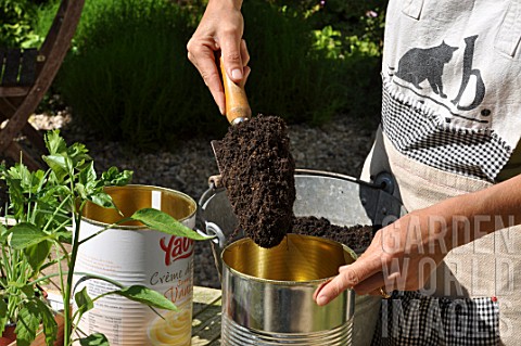 Planting_of_chili_pepper_in_a_repurposed_tin_can