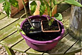 Planting of chili pepper in a repurposed tin can