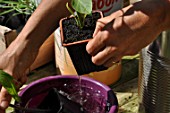 Planting of chili pepper in a repurposed tin can