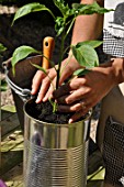 Planting of chili pepper in a repurposed tin can