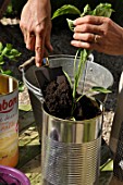 Planting of chili pepper in a repurposed tin can