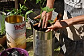 Planting of chili pepper in a repurposed tin can