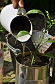 Planting of chili pepper in a repurposed tin can