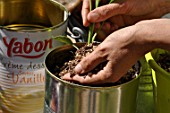 Planting of chili pepper in a repurposed tin can