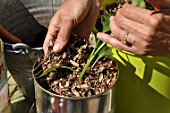 Planting of chili pepper in a repurposed tin can