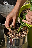 Planting of chili pepper in a repurposed tin can