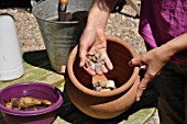 Planting of a Dahlia in a pot