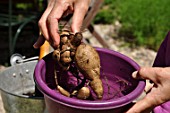 Planting of a Dahlia in a pot