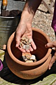 Planting of a Dahlia in a pot