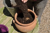 Planting of a Dahlia in a pot