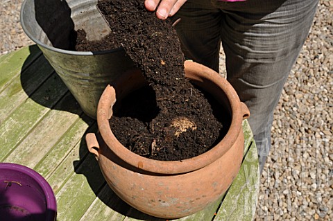 Planting_of_a_Dahlia_in_a_pot