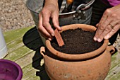 Planting of a Dahlia in a pot