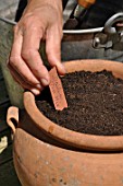 Planting of a Dahlia in a pot