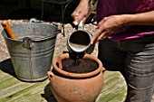 Planting of a Dahlia in a pot