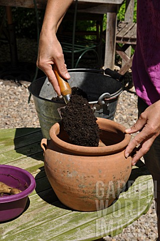Planting_of_a_Dahlia_in_a_pot