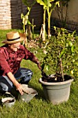 Caring and feeding of a lemon tree in a pot