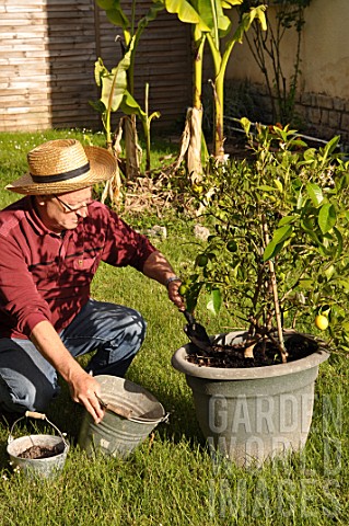 Caring_and_feeding_of_a_lemon_tree_in_a_pot