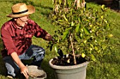 Caring and feeding of a lemon tree in a pot