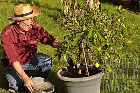 Caring_and_feeding_of_a_lemon_tree_in_a_pot