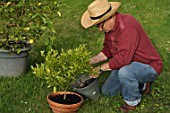 Caring and feeding of a mandarin tree in a pot