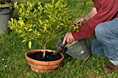 Caring and feeding of a mandarin tree in a pot