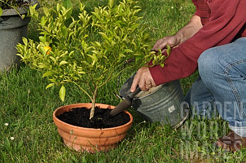 Caring_and_feeding_of_a_mandarin_tree_in_a_pot
