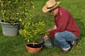 Caring and feeding of a mandarin tree in a pot