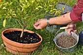 Caring and feeding of a mandarin tree in a pot