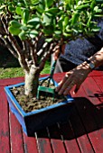 Refreshing soil of potted Bonsai tree