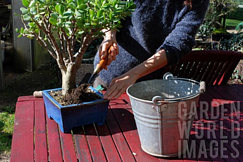 Refreshing_soil_of_potted_Bonsai_tree