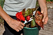 Removing dead leaves from plant in pot