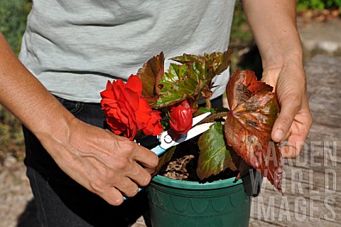 Removing_dead_leaves_from_plant_in_pot