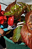 Removing dead leaves from plant in pot