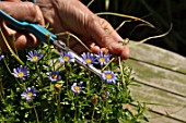 Deadheading flowers