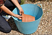 Soaking of a new terracotta pot in water