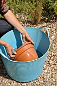 Soaking of a new terracotta pot in water