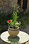 Staked mixed flowers and grass in container