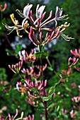 Lonicera etrusca Santi in bloom