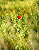 Papaver in a cereal field