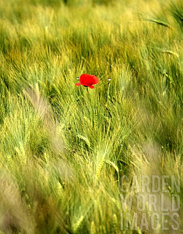 Papaver_in_a_cereal_field