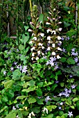 Acanthus mollis and Campanula walls