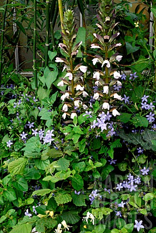 Acanthus_mollis_and_Campanula_walls