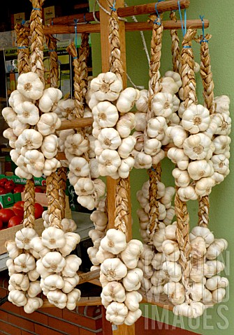 White_Garlic_from_Lomagne_Allium_sativum