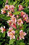 Alstroemeria (Parrot lily)