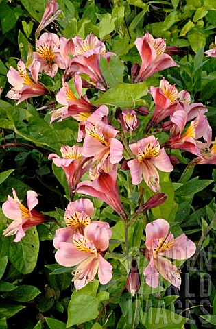 Alstroemeria_Parrot_lily